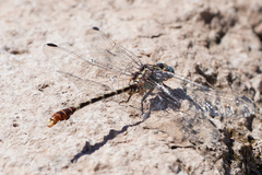 Erpetogomphus lampropeltis