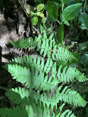 Dryopteris arguta