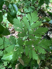 Dicentra formosa