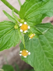Galinsoga parviflora