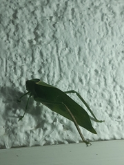 Stilpnochlora azteca