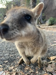 Petrogale mareeba