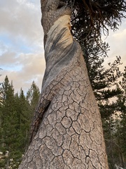 Pinus balfouriana austrina