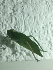 Stilpnochlora azteca