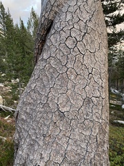Pinus balfouriana austrina