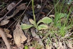 Pterostylis cycnocephala