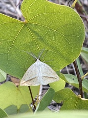 Lychnosea intermicata