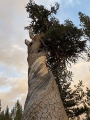Pinus balfouriana austrina