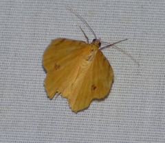 Erastria decrepitaria
