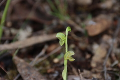 Pterostylis cycnocephala