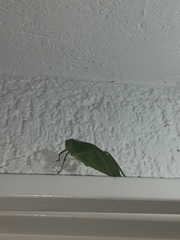 Stilpnochlora azteca