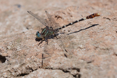 Erpetogomphus lampropeltis