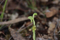 Pterostylis cycnocephala