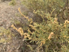 Atriplex canescens