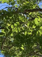 Robinia pseudoacacia