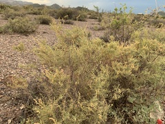 Atriplex canescens