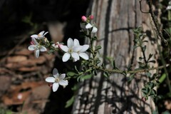 Philotheca verrucosa