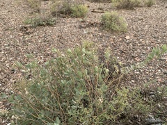 Atriplex canescens
