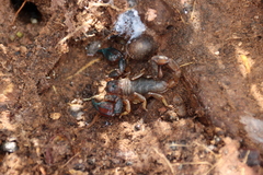 Urodacus manicatus
