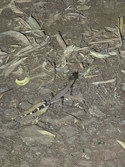 Carphodactylus laevis