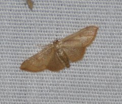 Idaea kendallaria