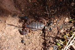 Urodacus manicatus