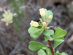 Jatropha cuneata