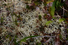 Cladonia portentosa