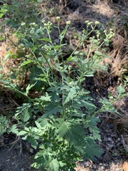 Tanacetum parthenium