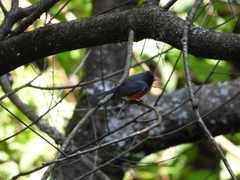 Myioborus miniatus