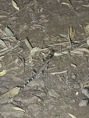 Carphodactylus laevis