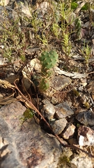 Opuntia engelmannii