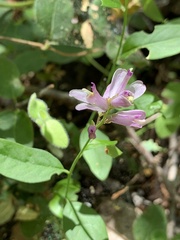 Rhinotropis californica