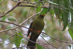 Manorina melanophrys