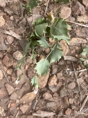 Acourtia nana