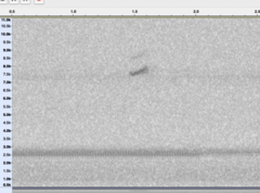 Ammodramus savannarum