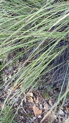 Muhlenbergia rigens