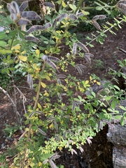 Genista monspessulana