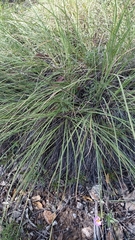 Muhlenbergia rigens