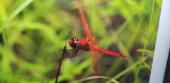 Libellula needhami