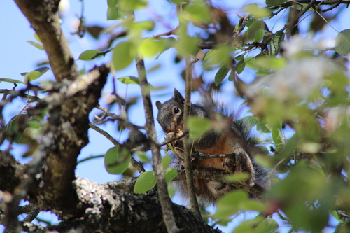 Peters's Squirrel