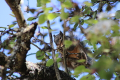Sciurus oculatus
