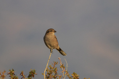 Lanius borealis