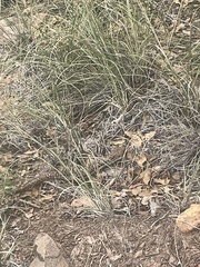 Gerrhonotus infernalis