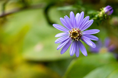 Symphyotrichum retroflexum