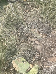 Gerrhonotus infernalis