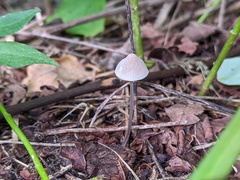 Mycena filopes