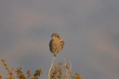 Lanius borealis