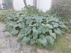 Cucurbita maxima
