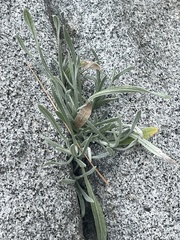 Raillardella argentea